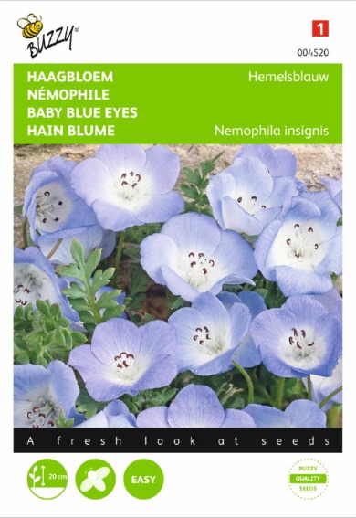 baby blue eyes (Nemophila menziesii) 500 seeds BU